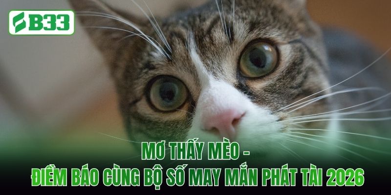 Mơ Thấy Mèo - Điềm Báo Cùng Bộ Số May Mắn Phát Tài 2026